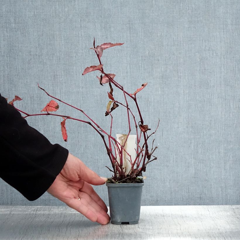 Esemplare di Persicaria microcephala Red Dragon Vasetto da 8/9 cm come consegnato in autunno
