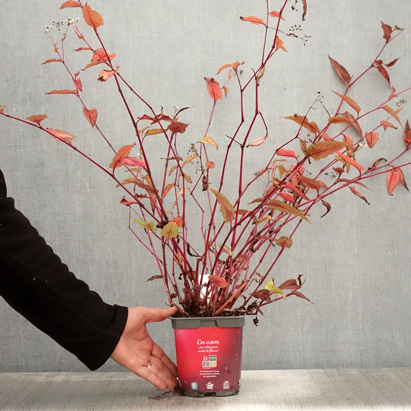 Esemplare di Persicaria microcephala Red Dragon Vaso da 1,5L/2L come consegnato in autunno