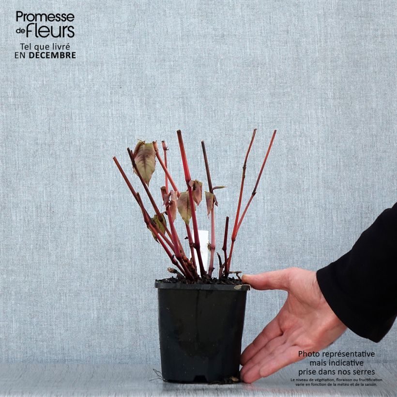 Persicaria microcephala Red Dragon Vaso da 1,5L/2L esemplare consegnato in inverno