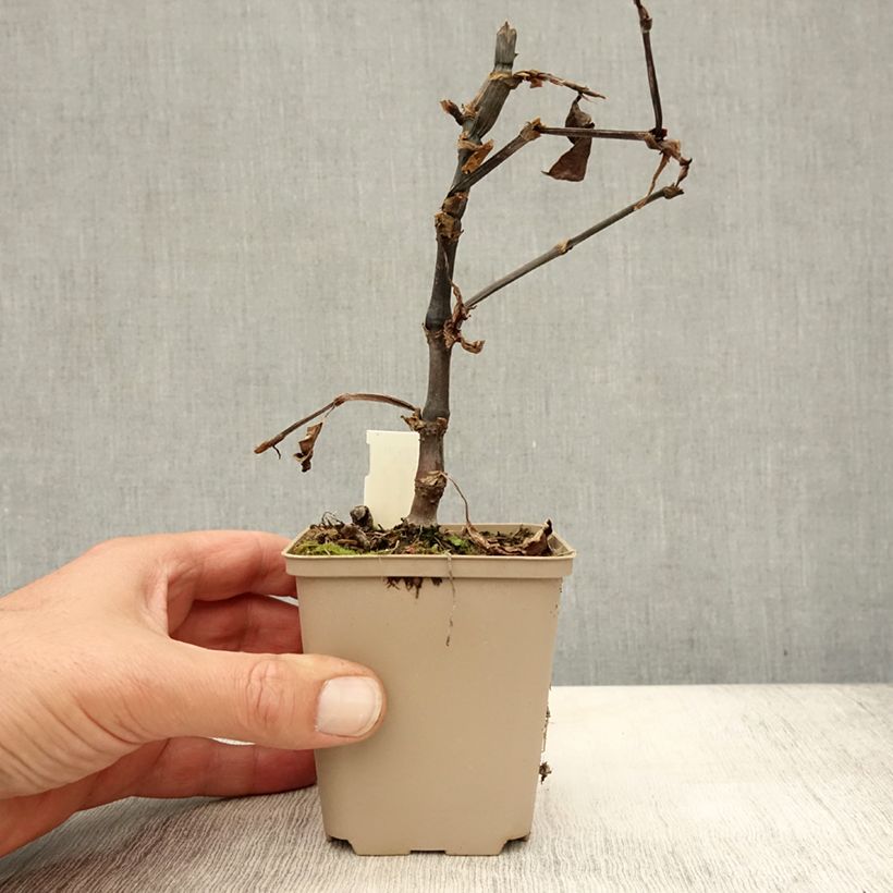 Esemplare di Persicaria runcinata Needham's Form Vasetto da 8/9 cm come consegnato in autunno