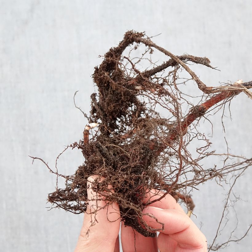 Persicaria runcinata Purple Fantasy Piante piccole a radice nuda esemplare consegnato in inverno