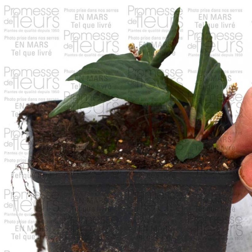 Esempio di esemplare Persicaria tenuicaulis Vasetto da 8/9 cm come consegnato