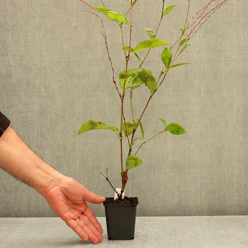 Esemplare di Persicaria virginiana Lance Corporal Vasetto da 8/9 cm come consegnato in autunno