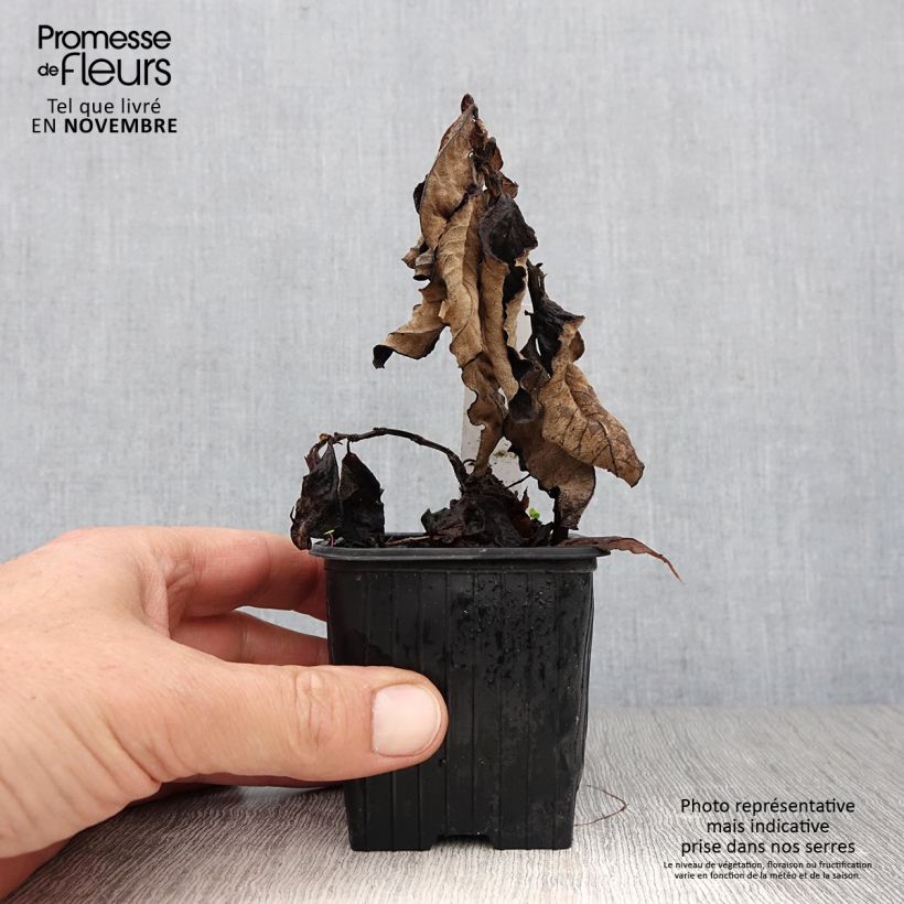 Esemplare di Persicaria weyrichii Vasetto da 8/9 cm come consegnato in autunno