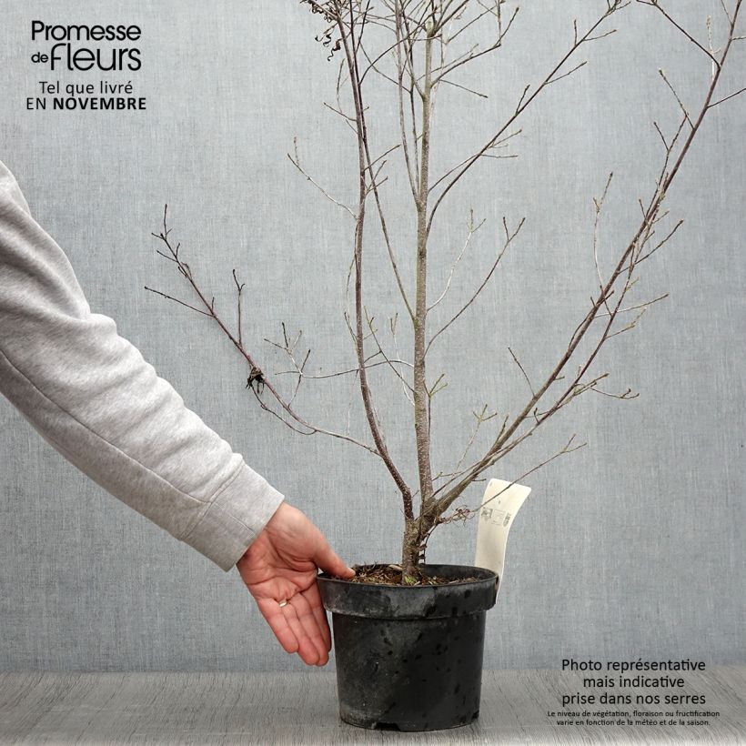 Esemplare di Rhamnus frangula Asplenifolia - Frangola Vaso da 2L/3L come consegnato in autunno