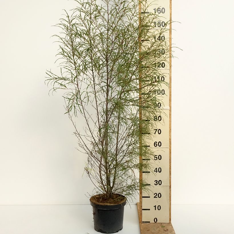 Esemplare di Rhamnus frangula Asplenifolia - Frangola Vaso da 7,5L/10L consegnato in estate