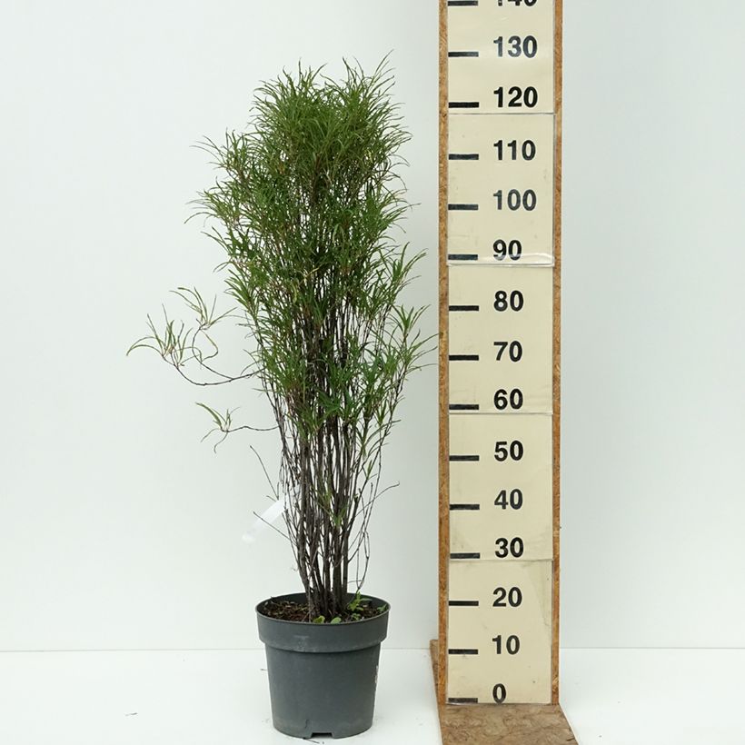 Esemplare di Rhamnus frangula Fine Line 'Ron Williams' - Frangola Vaso da 7,5L/10L consegnato in estate