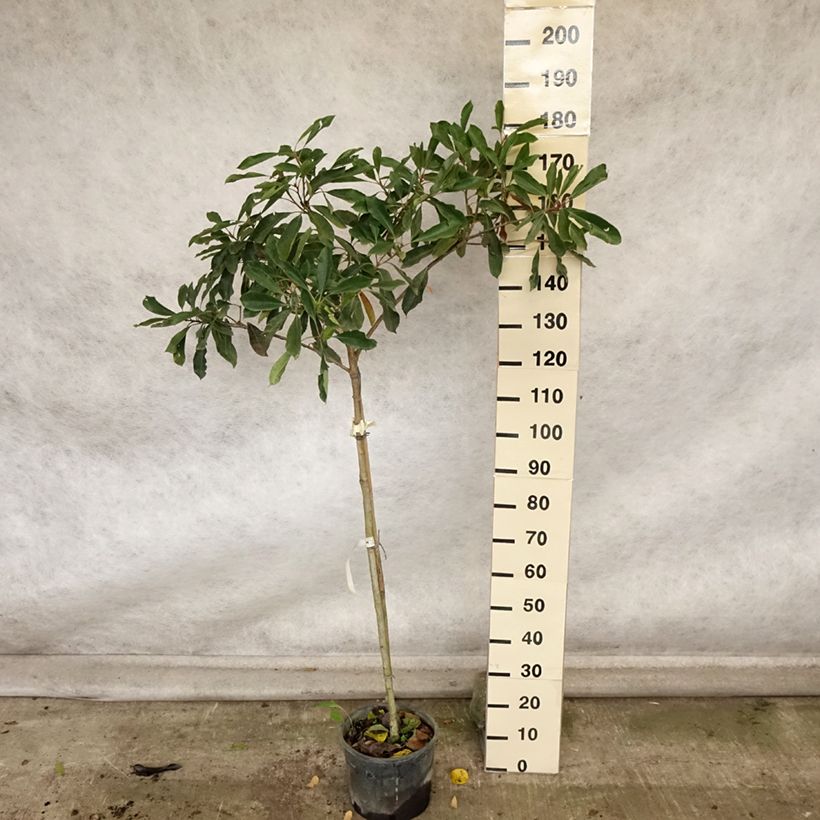 Esemplare di Rhaphiobotrya Coppertone - néflier hybride Pot de 10L tige come consegnato in autunno