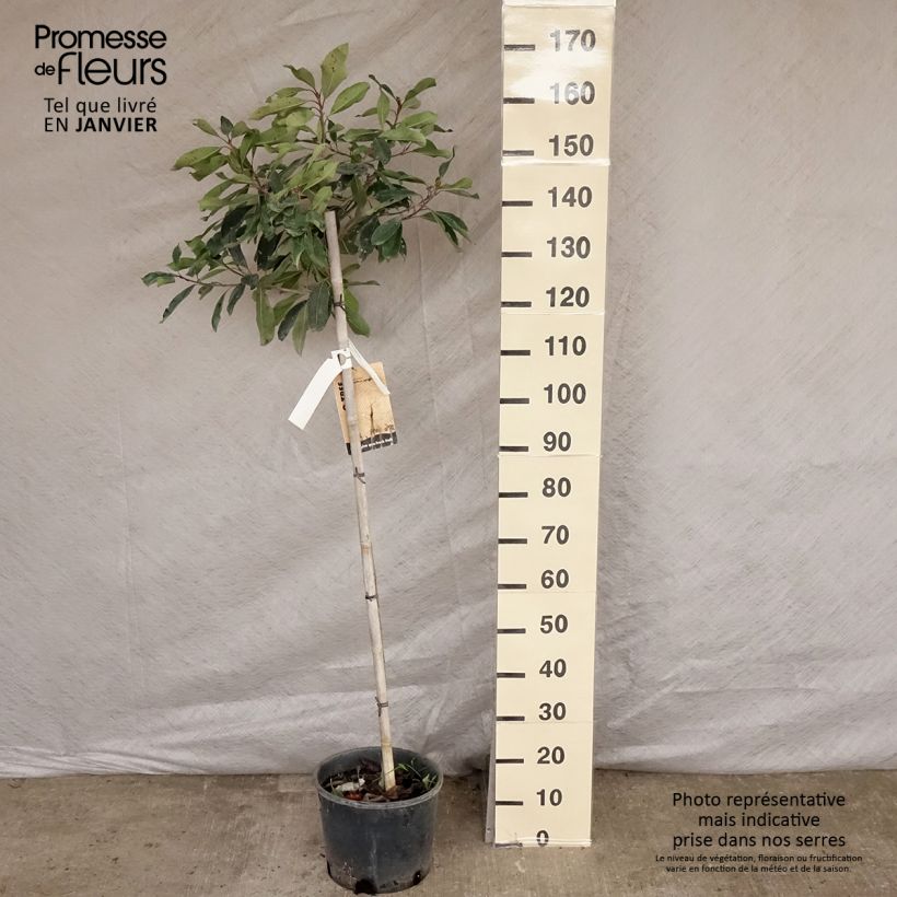 Rhaphiobotrya Coppertone - néflier hybride Pot de 10L tige esemplare consegnato in inverno