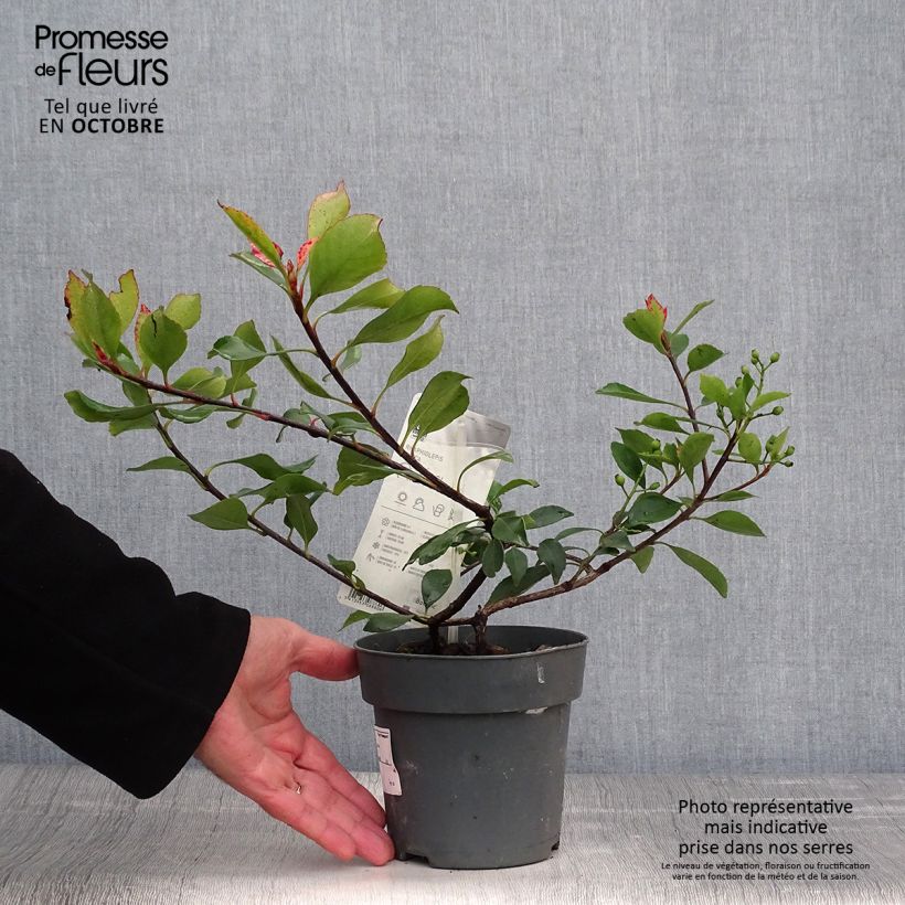 Esemplare di Rhaphiolepis indica Pink Cloud Vaso da 1,5L/2L come consegnato in autunno