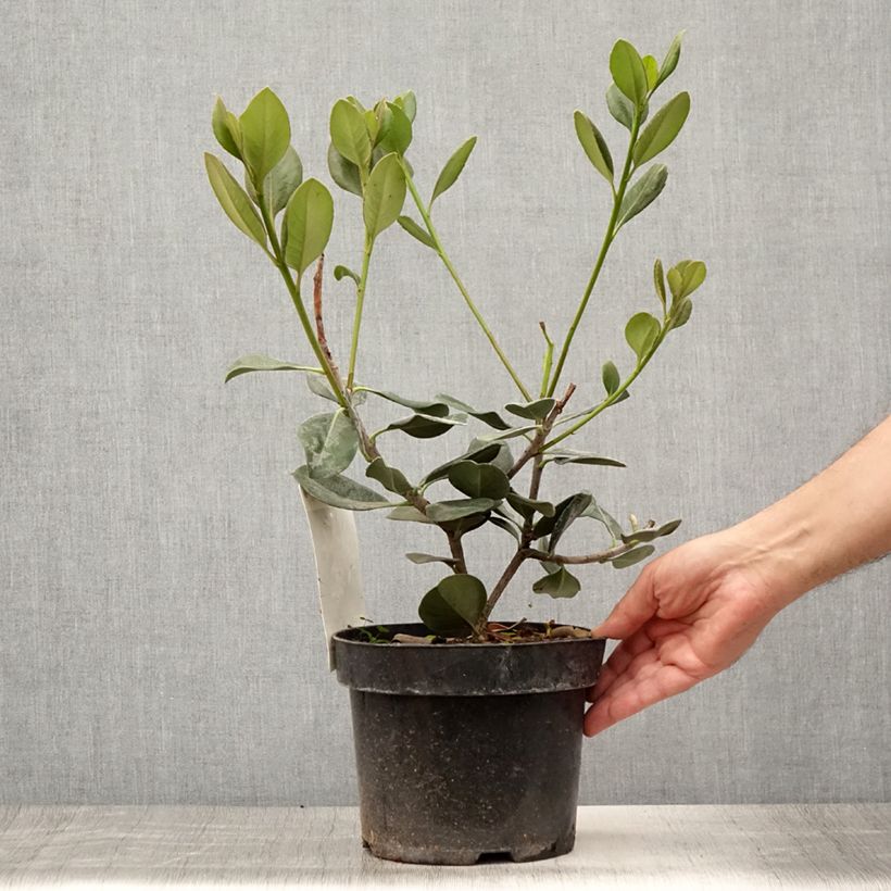 Esemplare di Rhaphiolepis umbellata Vaso da 3L/4L consegnato in estate