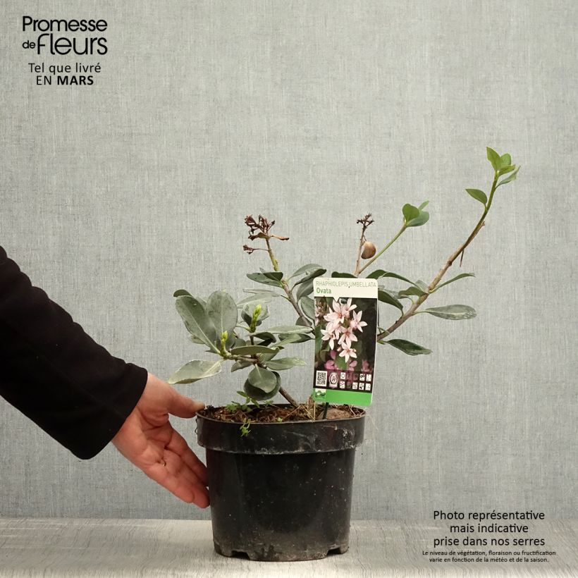 Rhaphiolepis umbellata Vaso da 3L/4L esemplare consegnato in primavera