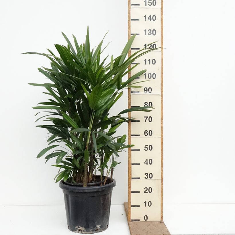 Rhapis excelsa Vaso da 20L/25L esemplare consegnato in primavera