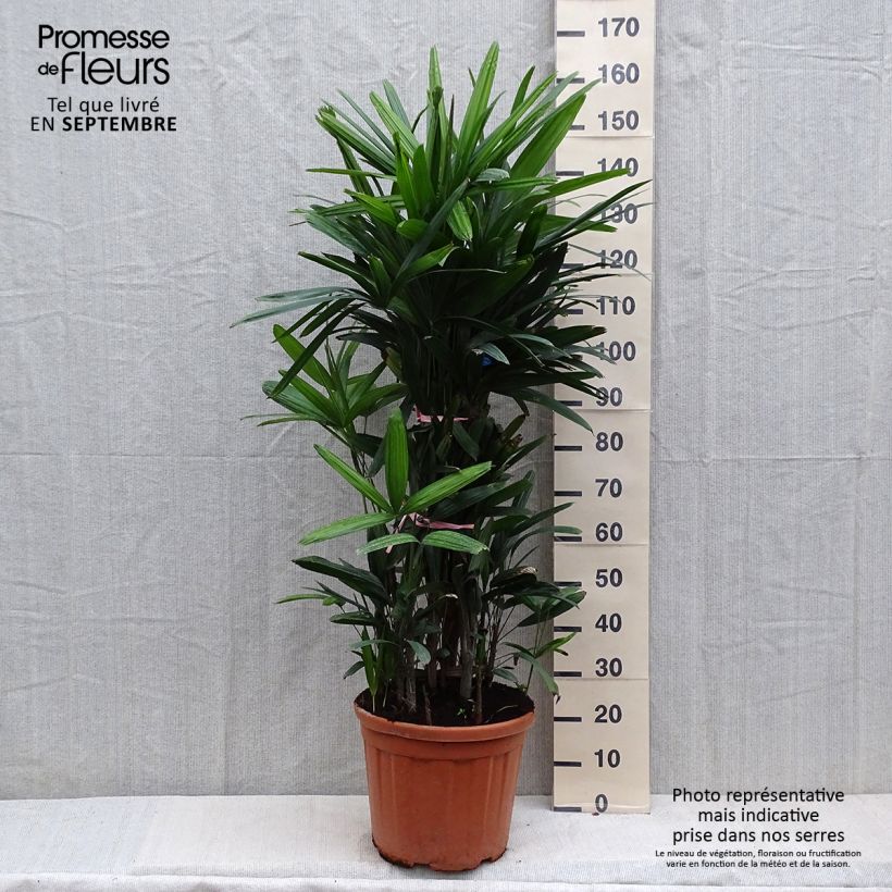 Esemplare di Rhapis excelsa Vaso da 7,5L/10L come consegnato in autunno