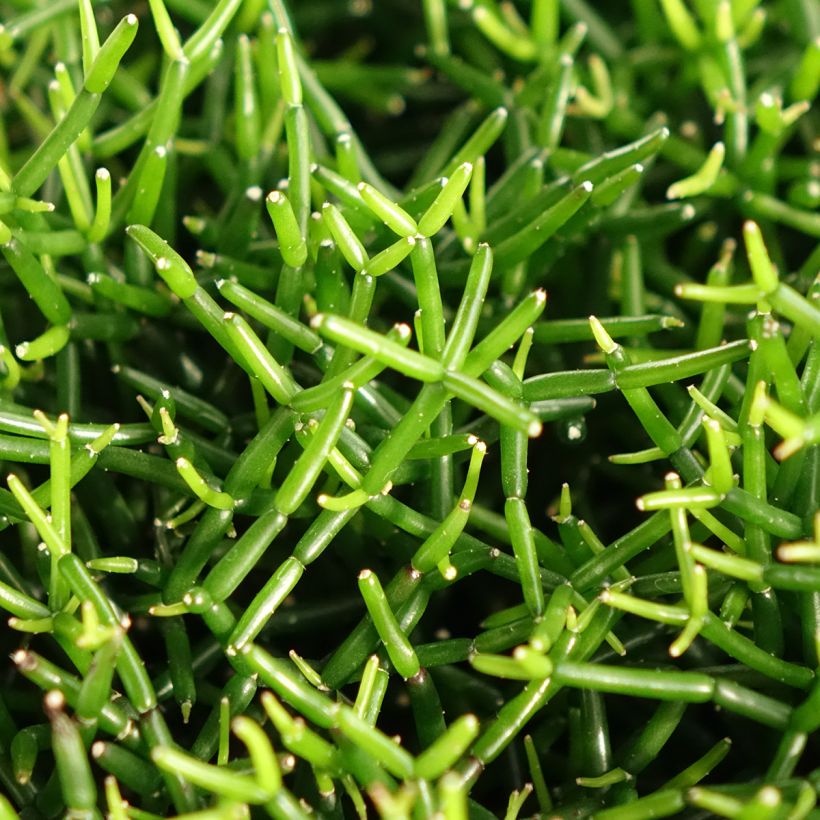 Rhipsalis baccifera - Cactus (Fogliame)