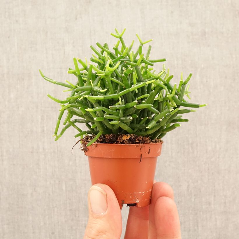 Rhipsalis baccifera - Cactus mini-pianta esemplare consegnato in primavera