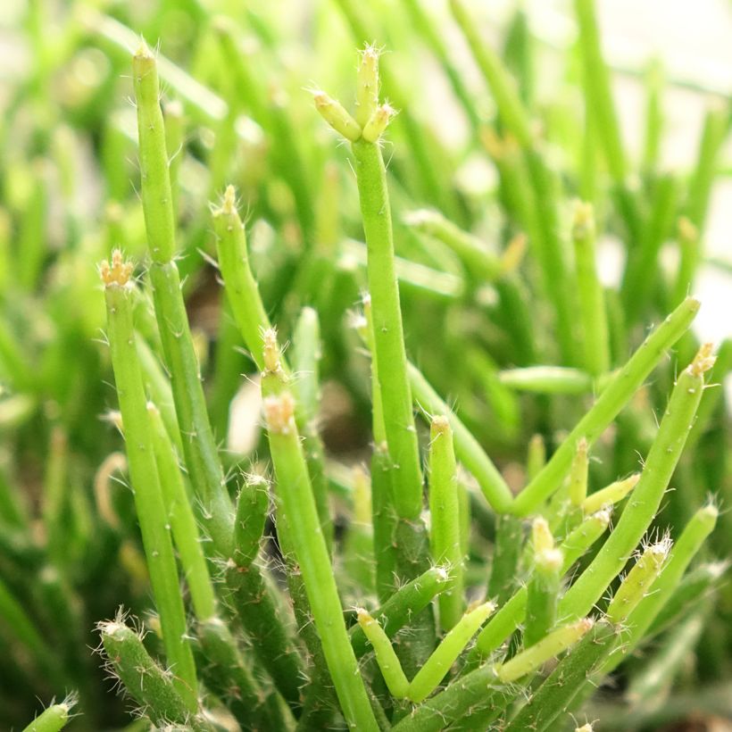 Rhipsalis burchellii - Cactus (Fogliame)