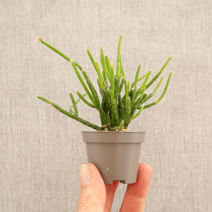 Rhipsalis burchellii - Cactus mini-pianta esemplare consegnato in primavera