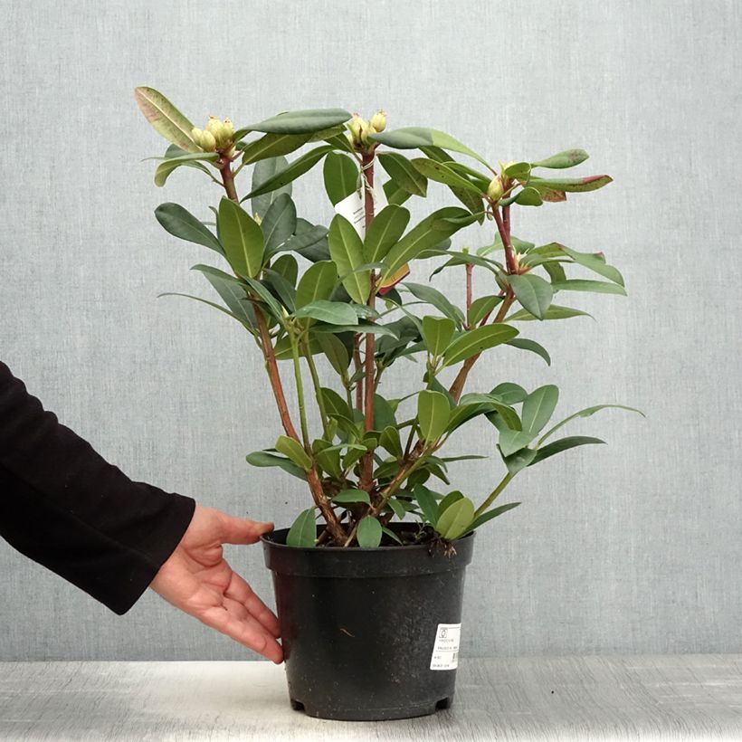 Rhododendron Alfred Vaso da 4L/5L esemplare consegnato in primavera