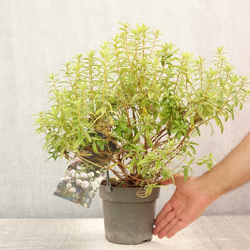 Esemplare di Rhododendron Artic Tern Vaso da 2L/3L consegnato in estate
