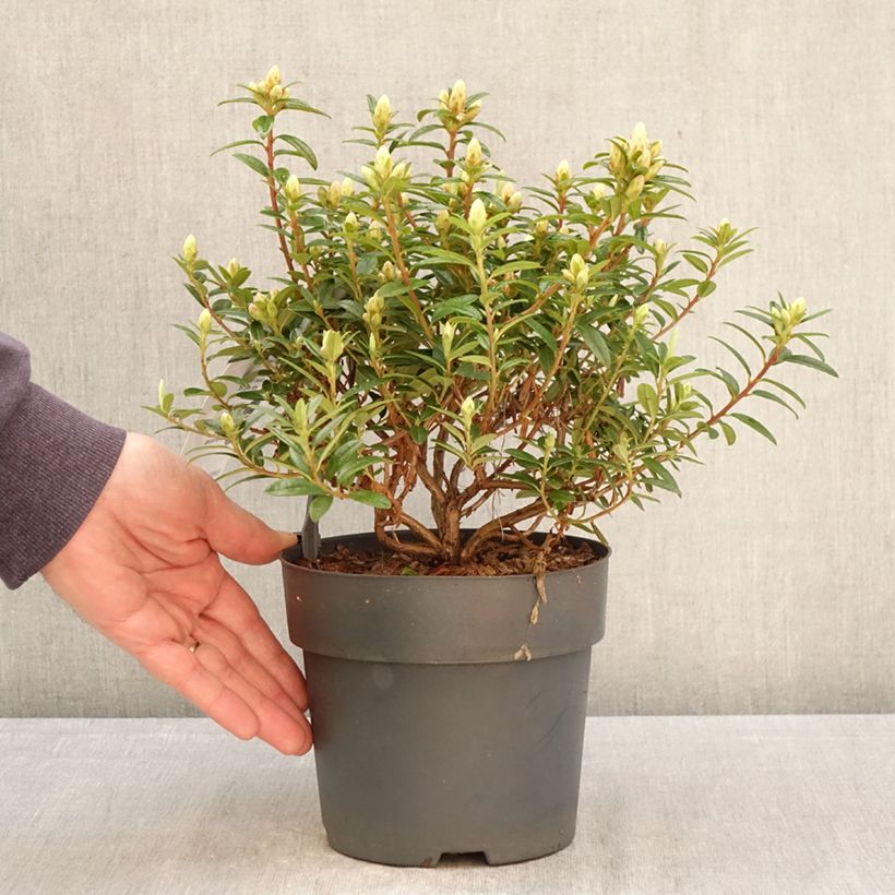 Rhododendron Artic Tern Vaso da 2L/3L esemplare consegnato in primavera