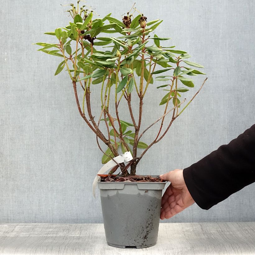 Esemplare di Rhododendron yakushimanum Bernstein Vaso da 4L/5L come consegnato in autunno