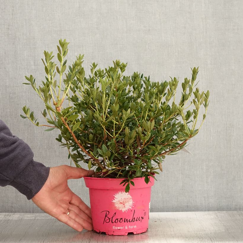 Esemplare di Rhododendron INKARHO Bloombux Magenta Vaso da 2L/3L come consegnato in autunno