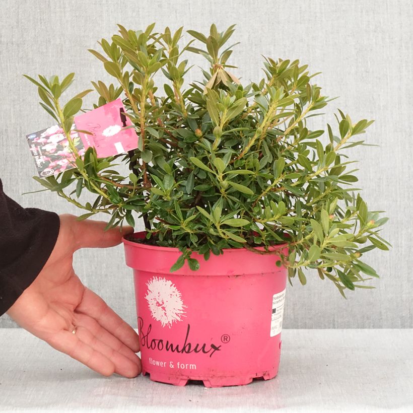Rhododendron INKARHO Bloombux Magenta Vaso da 2L/3L esemplare consegnato in inverno