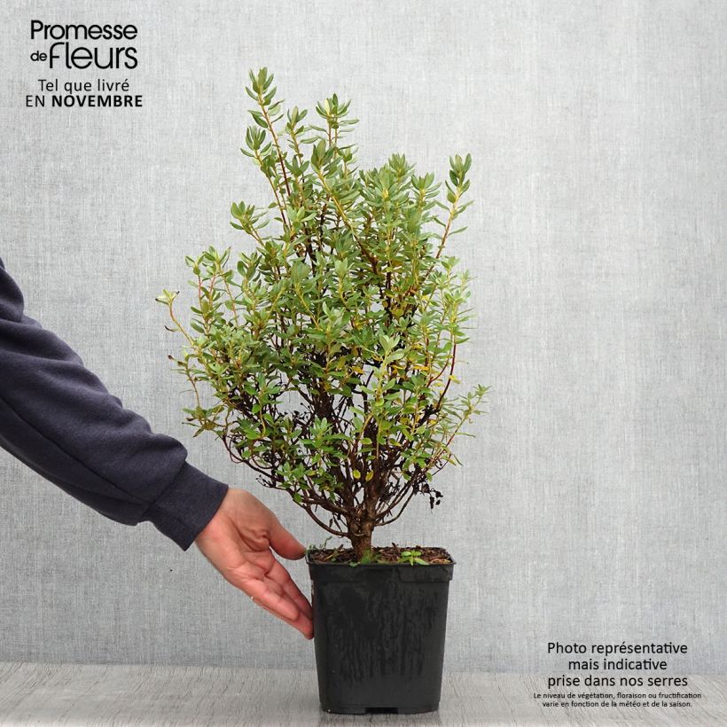 Esemplare di Rhododendron Blue Silver Vaso da 3L/4L come consegnato in autunno