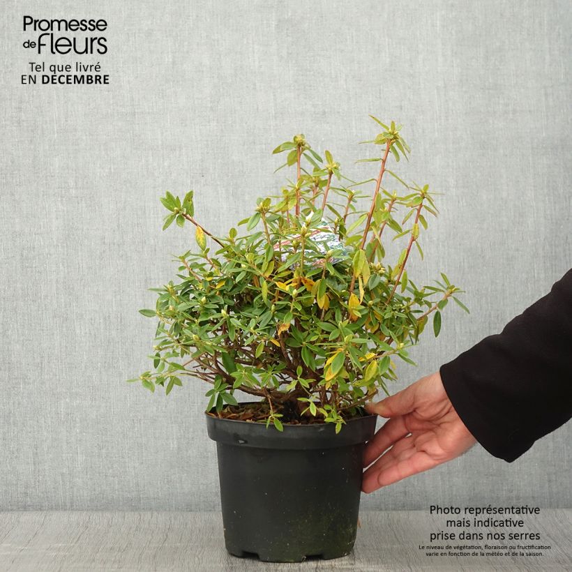Esemplare di Rhododendron Blue Tit Vaso da 2L/3L come consegnato in autunno