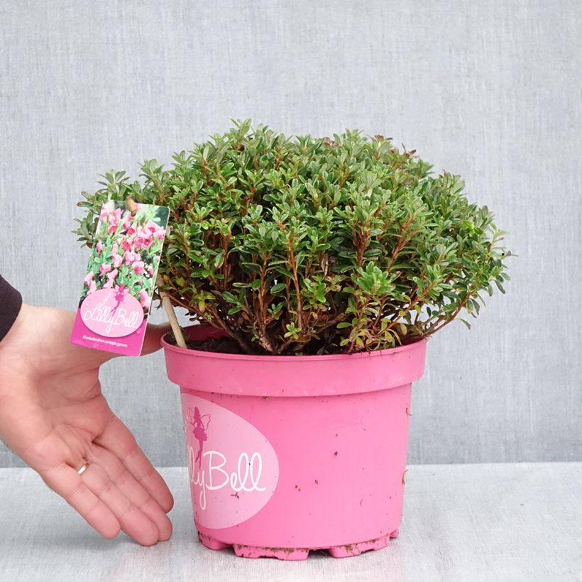 Esemplare di Rhododendron campylogynum Lilly Bell Vaso da 3L/4L come consegnato in autunno