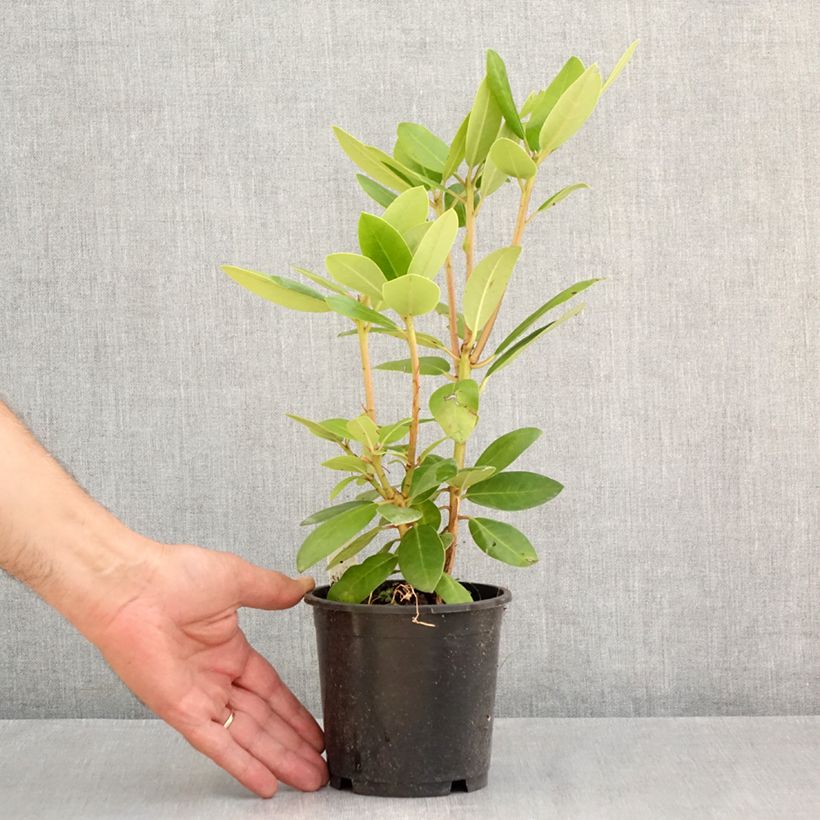 Esemplare di Rhododendron catawbiense Boursault Vaso da Ø 12 cm / 13 cm consegnato in estate