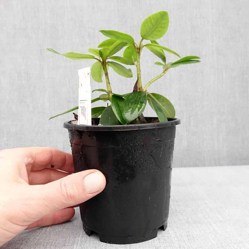 Rhododendron catawbiense Boursault Vaso da Ø 12 cm / 13 cm esemplare consegnato in inverno