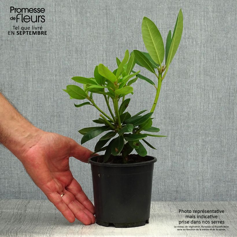 Esemplare di Rhododendron catawbiense Grandiflorum Vaso da Ø 12 cm / 13 cm come consegnato in autunno