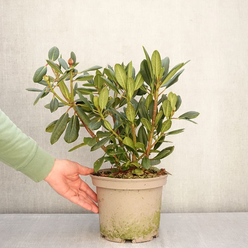 Rhododendron Château de Josselin Vaso da 4L/5L esemplare consegnato in inverno