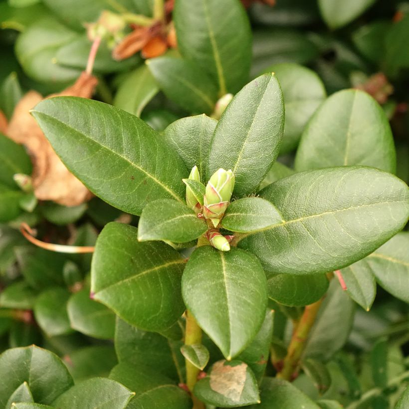 Rhododendron Cilpinense  (Fogliame)
