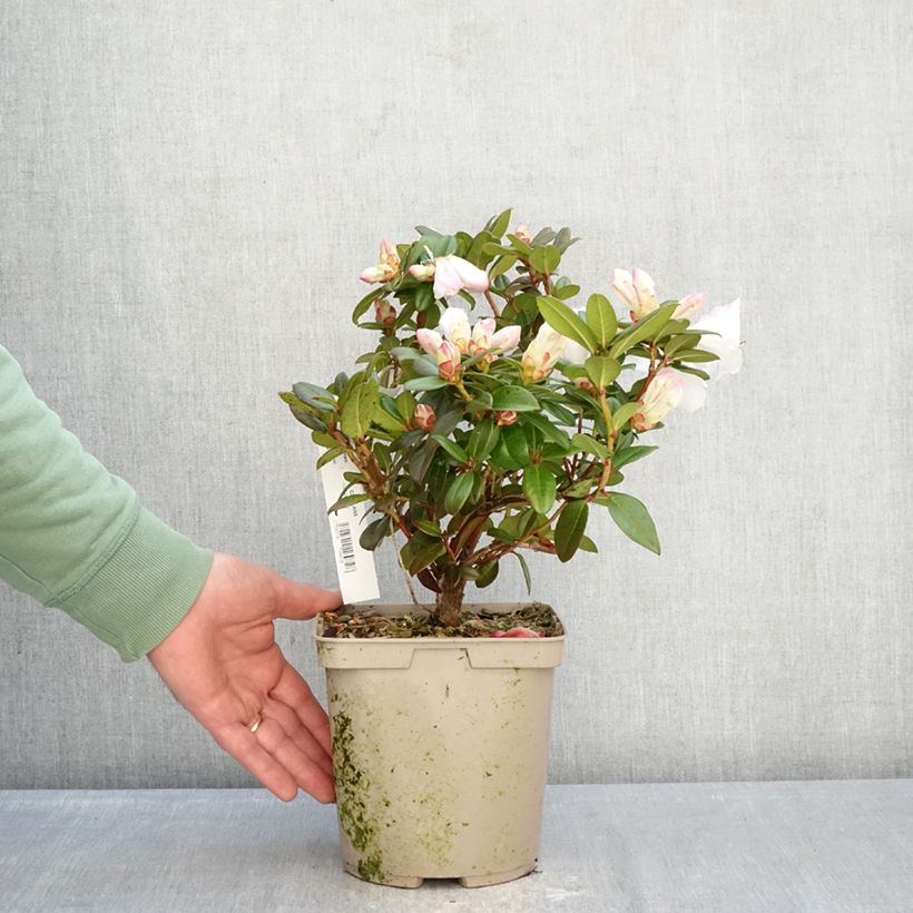 Rhododendron Cilpinense  Vaso da 4L/5L esemplare consegnato in inverno