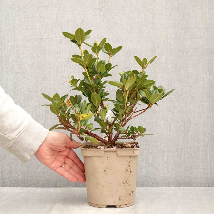 Rhododendron Cilpinense  Vaso da 4L/5L esemplare consegnato in primavera