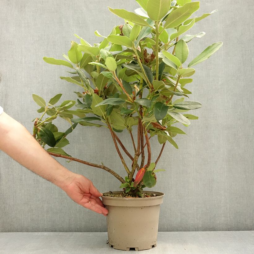 Rhododendron Double Dots Vaso da 4L/5L esemplare consegnato in primavera