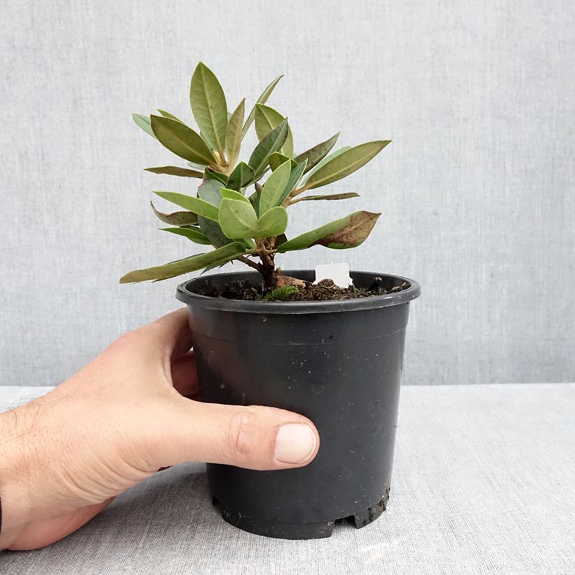 Esemplare di Rhododendron yakushimanum Dream Land Vaso da Ø 12 cm / 13 cm come consegnato in autunno