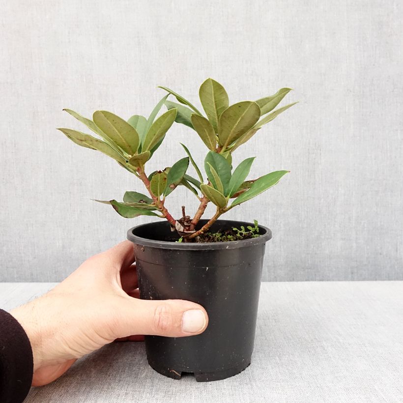 Rhododendron yakushimanum Dream Land Vaso da Ø 12 cm / 13 cm esemplare consegnato in primavera