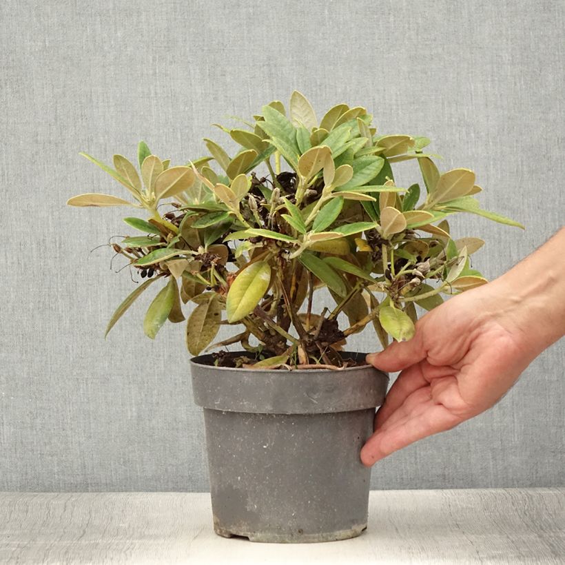 Esemplare di Rhododendron yakushimanum Dusty Miller Vaso da 2L/3L consegnato in estate