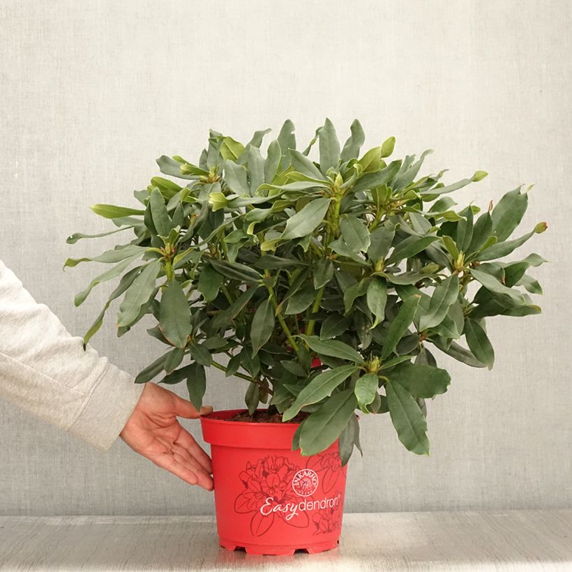 Esemplare di Rhododendron Easydendron INKARHO Madame Masson Vaso da 4L/5L come consegnato in autunno
