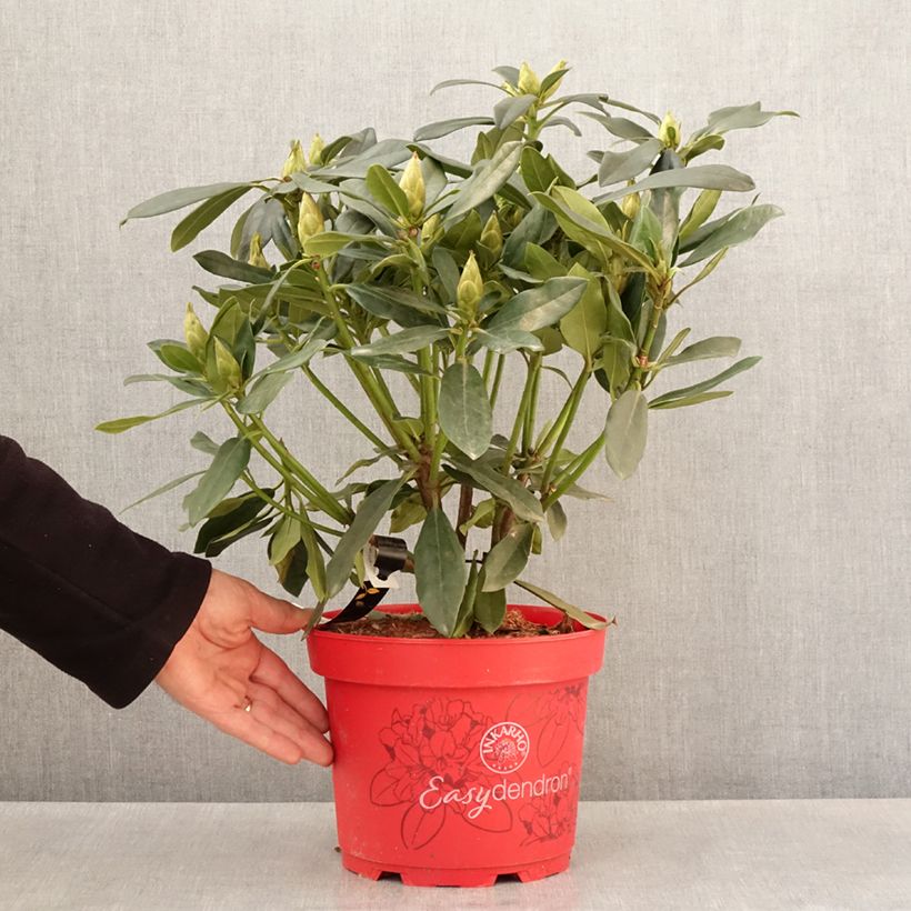 Rhododendron Easydendron INKARHO Madame Masson Vaso da 4L/5L esemplare consegnato in primavera
