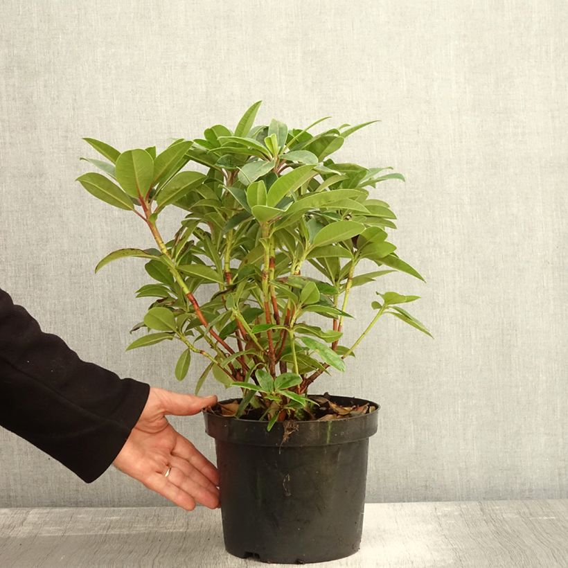 Esemplare di Rhododendron Elizabeth Red Foliage Vaso da 2L/3L come consegnato in autunno