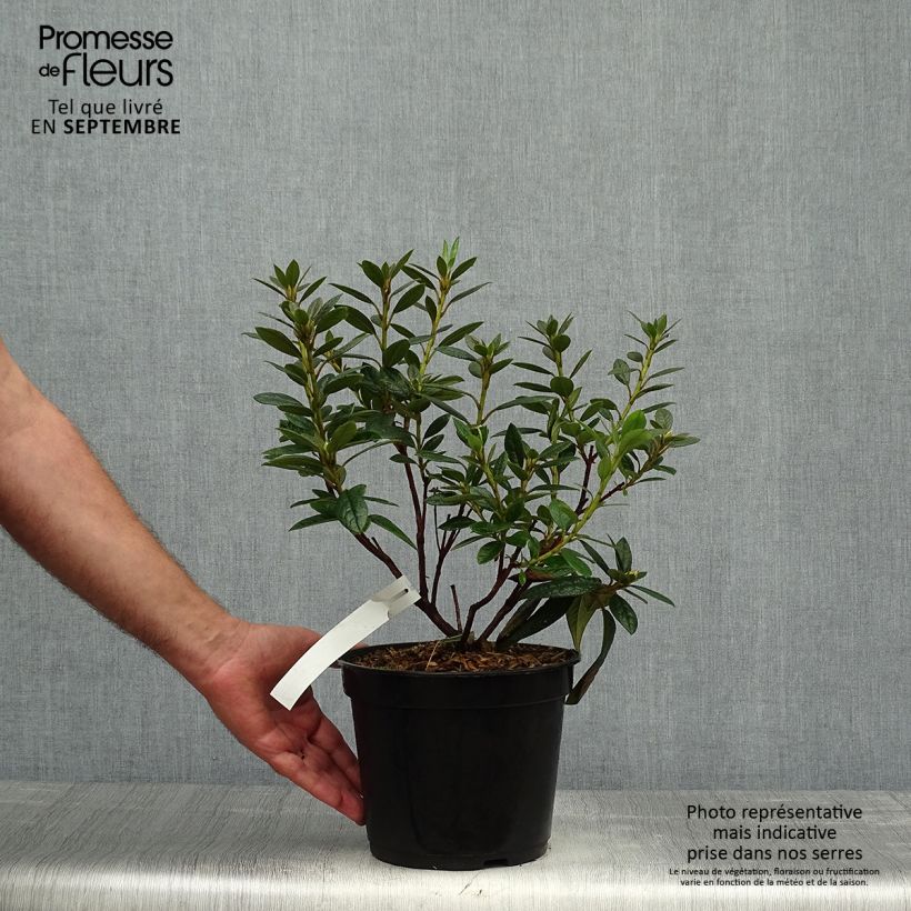 Esemplare di Rhododendron Fragrantissimum Vaso da 3L/4L come consegnato in autunno