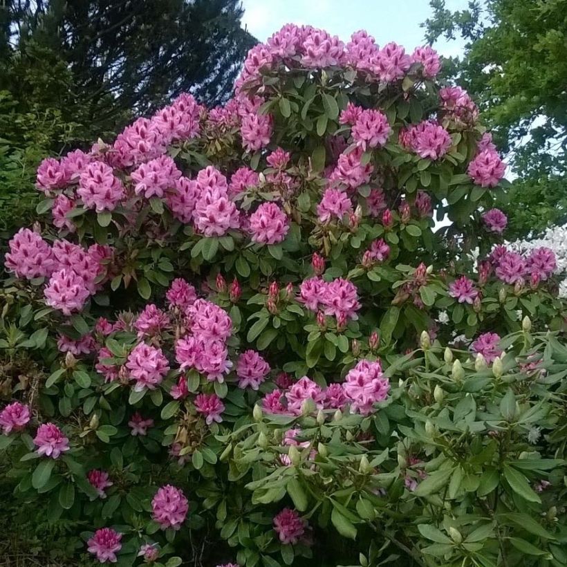 Rhododendron Germania (Porto)