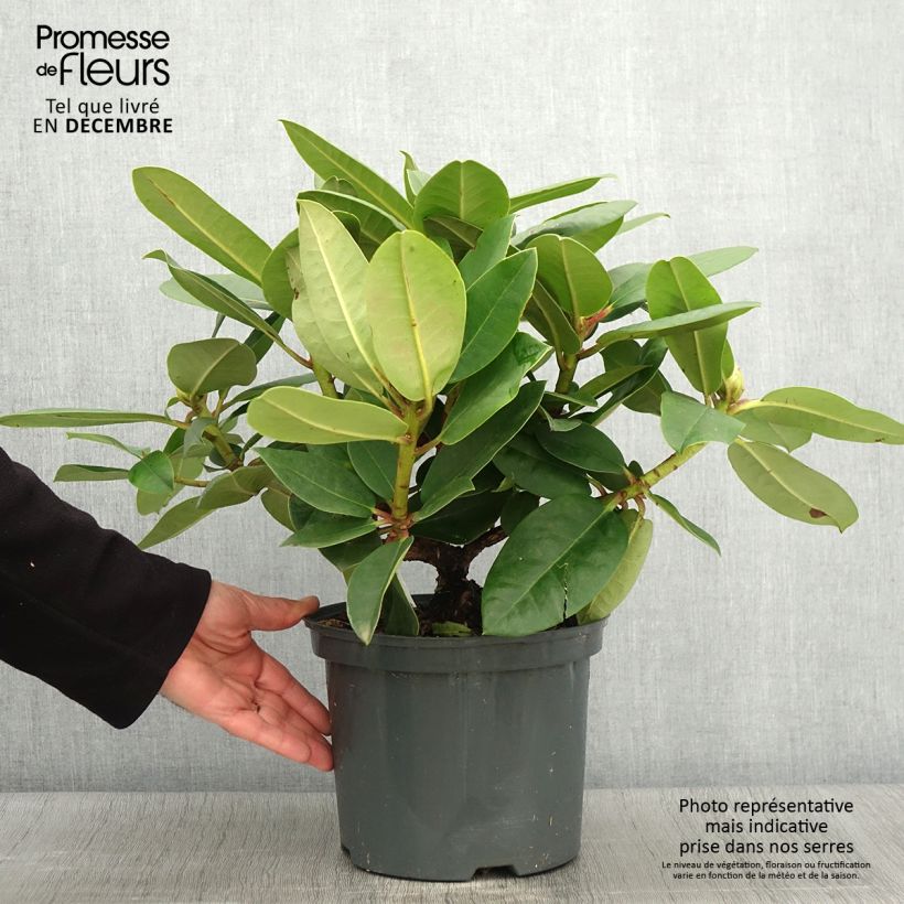 Esemplare di Rhododendron Germania Vaso da 4L/5L come consegnato in autunno