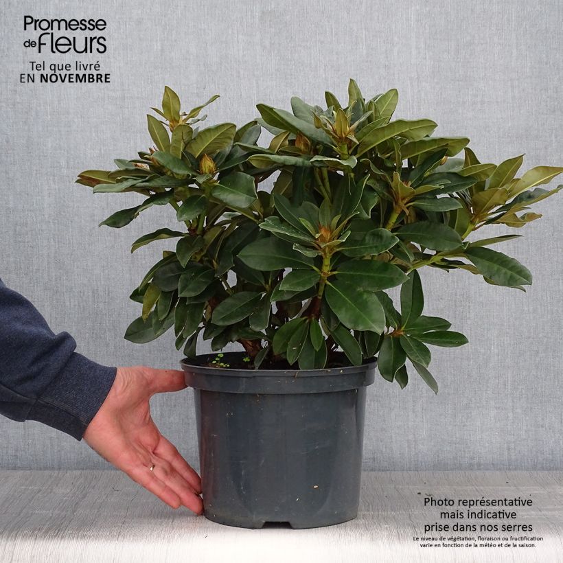 Esemplare di Rhododendron yakushimanum Golden Torch Vaso da 3L/4L come consegnato in autunno