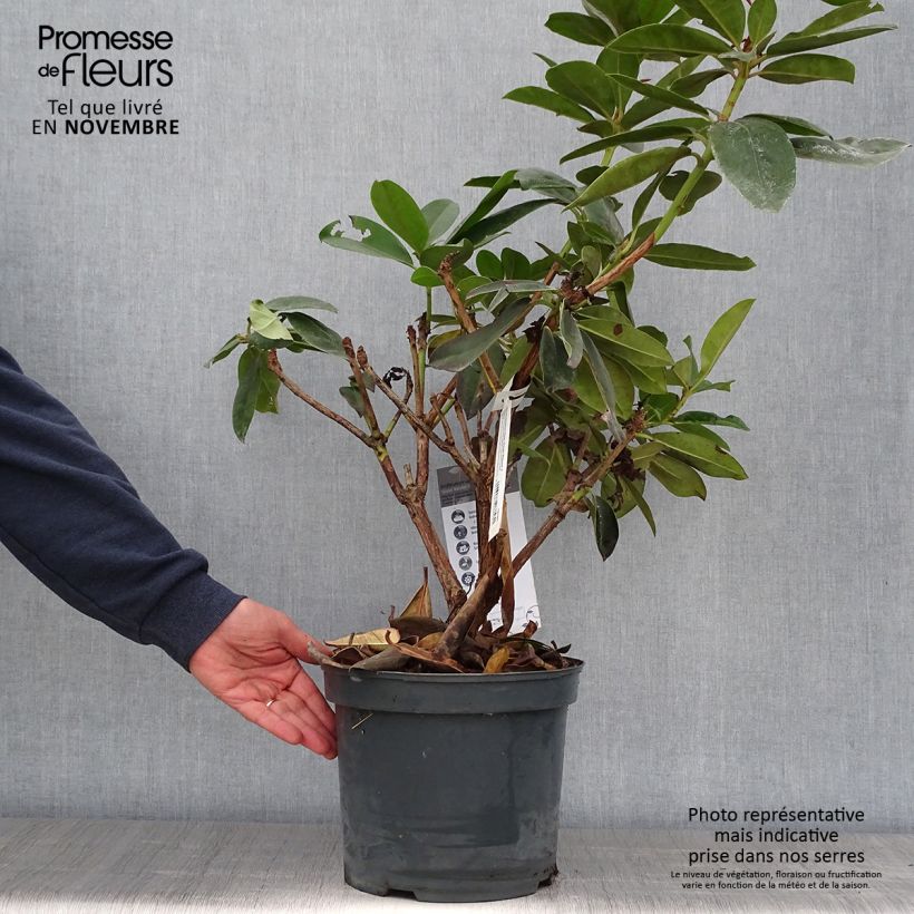 Esemplare di Rhododendron Gomer Waterer Vaso da 7,5L/10L come consegnato in autunno